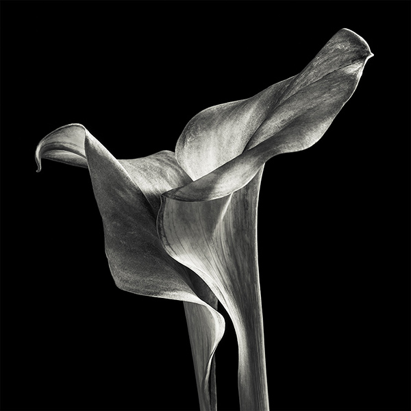 lily