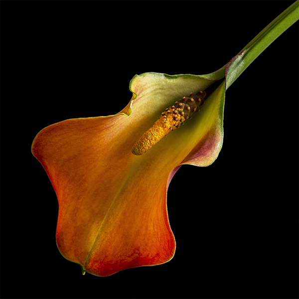lily
