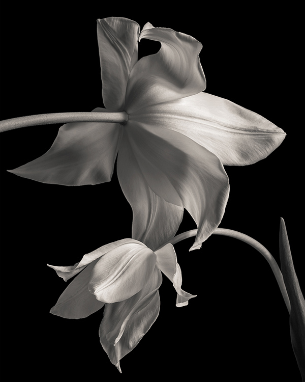 lily