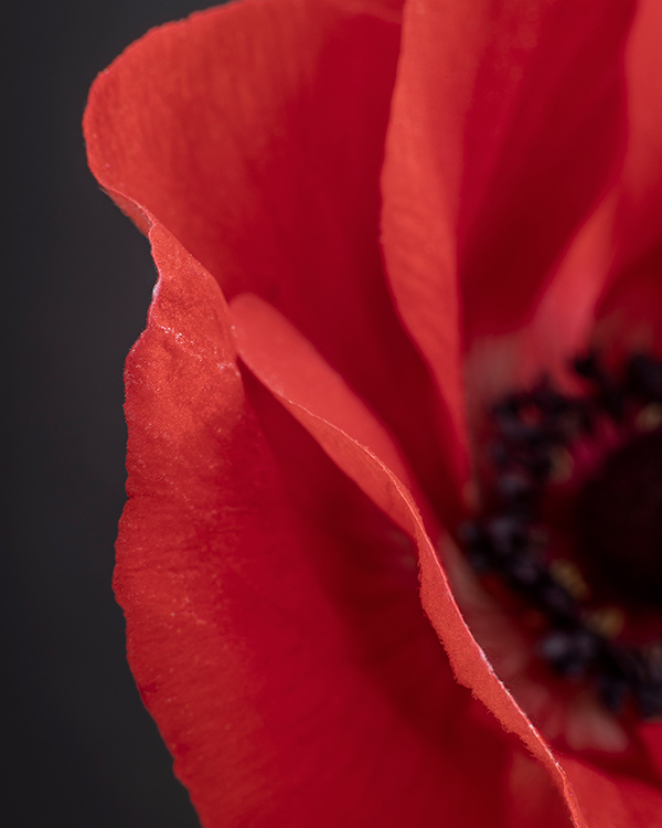 windflower