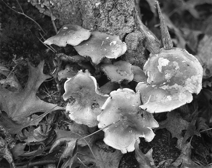 foraging