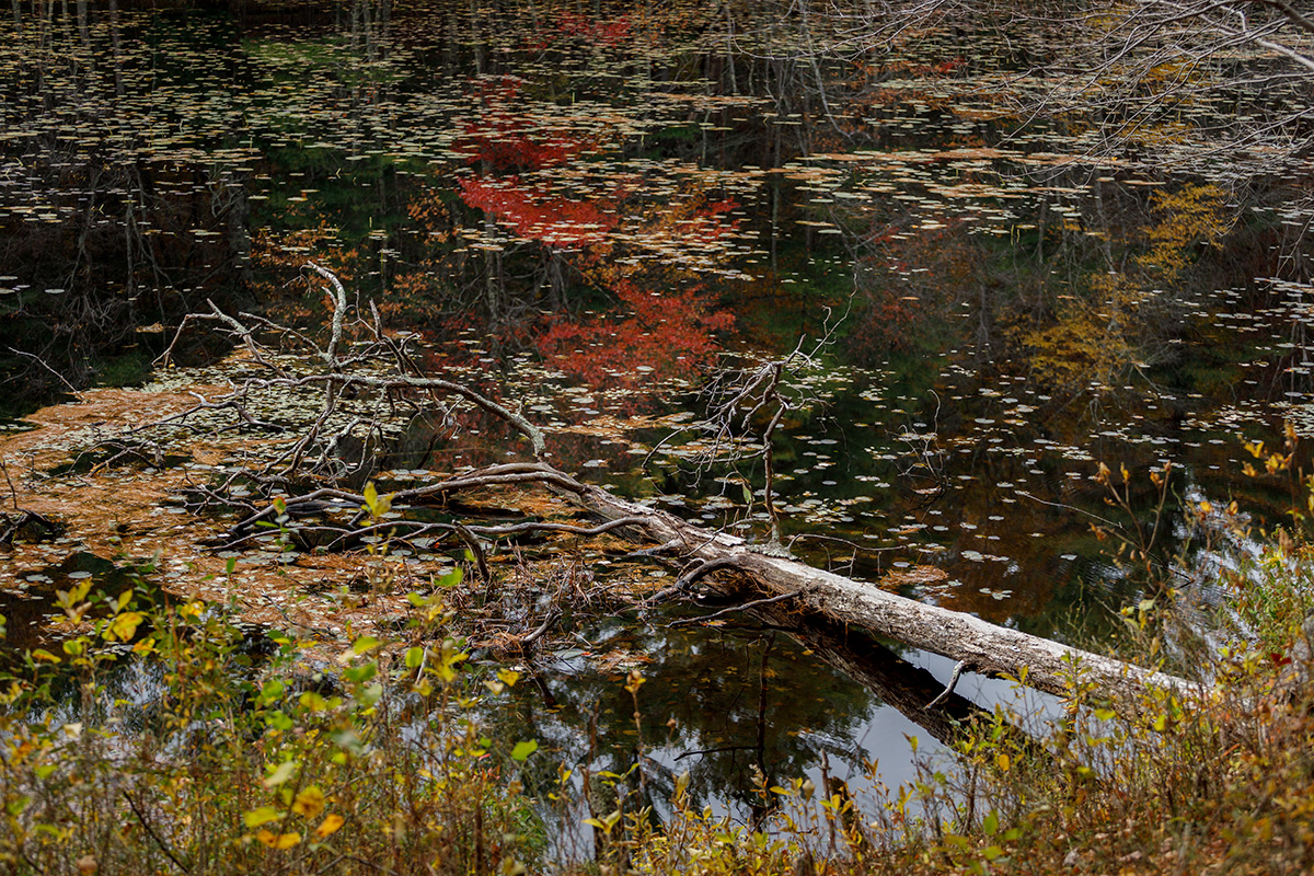 autumn