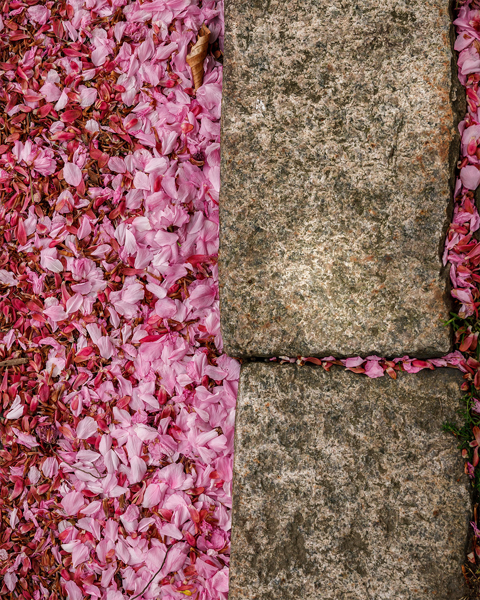 cherry blossoms and granite