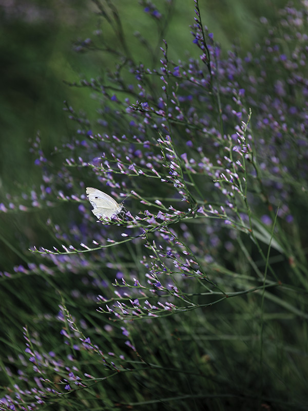 common light